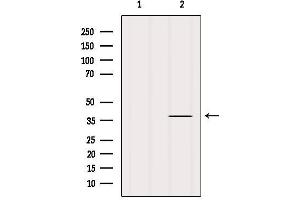 Western blot analysis of extracts from Pc12, using PRKCDBP Antibody.