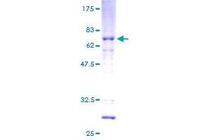 HOXC11 Protein (AA 1-304) (GST tag)