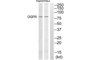 Western blot analysis of extracts from Hela cells and HepG2 cells, using OGFR antibody. (OGFR 抗体  (Internal Region))
