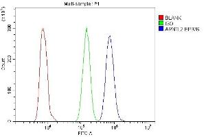 Flow Cytometry analysis of HL-60 cells using anti-ARNTL2 antibody (ABIN6719445). (ARNTL2 抗体  (AA 461-575))