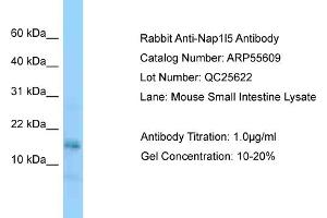 Western Blotting (WB) image for anti-Nucleosome Assembly Protein 1-Like 5 (NAP1L5) (Middle Region) antibody (ABIN2786284) (NAP1L5 抗体  (Middle Region))