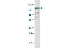 Western Blot detection against Immunogen (88. (FAM200A 抗体  (AA 1-573))