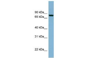 WB Suggested Anti-NCDN Antibody Titration: 0. (NCDN 抗体  (N-Term))
