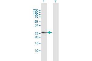 Western Blot analysis of CIDEA expression in transfected 293T cell line by CIDEA MaxPab polyclonal antibody. (CIDEA 抗体  (AA 1-253))