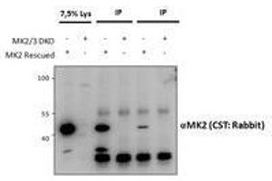 Immunoprecipitation (IP) image for anti-Mitogen-Activated Protein Kinase-Activated Protein Kinase 2 (MAPKAPK2) antibody (ABIN5903087) (MAPKAP Kinase 2 抗体)
