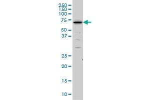 SHC2 monoclonal antibody (M01), clone 4A4 Western Blot analysis of SHC2 expression in IMR-32 . (SHC2 抗体  (AA 718-829))