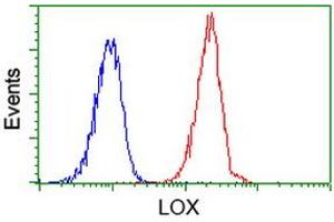 Image no. 2 for anti-Lysyl Oxidase (LOX) (AA 22-168) antibody (ABIN1491217) (LOX 抗体  (AA 22-168))
