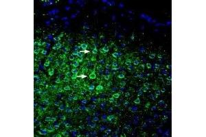 Expression of ASIC5 in mouse cortex - Immunohistochemical staining of perfusion-fixed frozen mouse brain sections with Anti-ASIC5 (extracellular) Antibody (ABIN7042919, ABIN7045260 and ABIN7045261), (1:200), followed by goat-anti-rabbit-AlexaFluor-488. (ACCN5 抗体  (Extracellular))