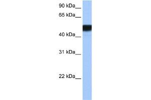 WB Suggested Anti-HNF4G Antibody Titration:  0. (HNF4 gamma 抗体  (N-Term))