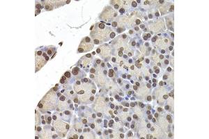 Immunohistochemistry of paraffin-embedded rat pancreas using LMNB2 Antibody (ABIN5973877) at dilution of 1/200 (40x lens). (Lamin B2 抗体)