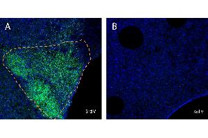 Free-floating frozen brain sections from a paraformaldehyde-perfused mouse were incubated with Anti-LPAR6 (P2RY5) (extracellular) Antibody (ABIN7043317, 1:300), followed by goat anti-rabbit secondary antibody conjugated to Alexa Fluor® 488 (green).