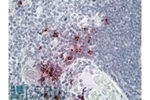 AP23709PU-N DEFA1/3 antibody staining of paraffin embedded Human Thymus at 3. (alpha Defensin 1 抗体  (Internal Region))