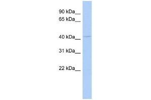 Western Blot showing TUSC4 antibody used at a concentration of 1-2 ug/ml to detect its target protein. (NPRL2 抗体  (N-Term))