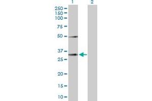 Western Blot analysis of EFNA3 expression in transfected 293T cell line by EFNA3 MaxPab polyclonal antibody. (Ephrin A3 抗体  (AA 1-238))