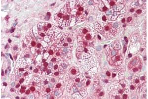 Anti-HnRNP K antibody IHC staining of human adrenal. (HNRNPK 抗体  (AA 380-430))