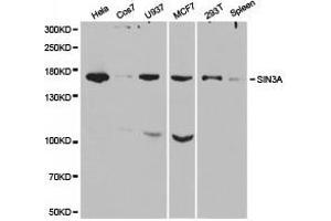 Western Blotting (WB) image for anti-SIN3 homolog A, transcription regulator (SIN3A) antibody (ABIN1874781) (SIN3A 抗体)