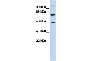 LETM2 antibody used at 1 ug/ml to detect target protein. (LETM2 抗体  (N-Term))