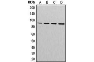 Western blot analysis of Cullin 3 expression in MDAMB231 (A), MDAMB468 (B), NIH3T3 (C), PC12 (D) whole cell lysates.