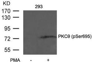 Western blot analysis of extracts from 293 cells untreated or treated with PMA using PKCth(Phospho-Ser695) Antibody. (PKC theta 抗体  (pSer695))