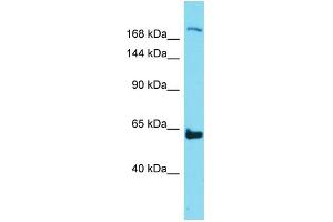 Host:  Rabbit  Target Name:  Neo1  Sample Type:  Mouse Thymus lysates  Antibody Dilution:  1. (NEO1 抗体  (N-Term))