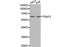 Western blot analysis of extracts of Raji cells lines, using TRAF3 antibody. (TRAF3 抗体  (AA 1-100))