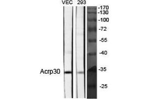 Western Blot (WB) analysis of specific cells using Acrp30 Polyclonal Antibody. (ADIPOQ 抗体  (Internal Region))