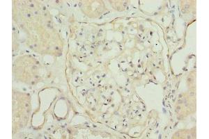 Immunohistochemistry of paraffin-embedded human kidney tissue using ABIN7173722 at dilution of 1:100 (TPPP2 抗体  (AA 1-170))