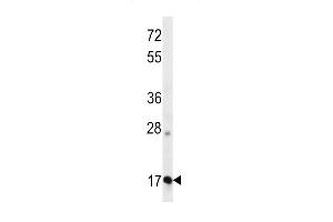 OO Antibody (N-term ) 13324a western blot analysis in K562 cell line lysates (35 μg/lane). (APOO 抗体  (N-Term))