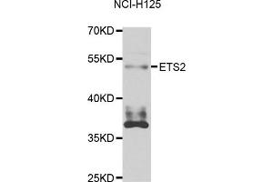 Western blot analysis of extracts of NCL-H125 cell line, using ETS2 antibody. (ETS2 抗体)
