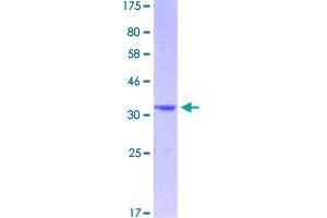 Image no. 1 for Indoleamine 2,3-Dioxygenase 1 (IDO1) (AA 304-403) protein (GST tag) (ABIN2565263)