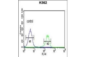 CH Antibody (Center) (ABIN651719 and ABIN2840373) flow cytometric analysis of K562 cells (right histogram) compared to a negative control cell (left histogram). (PMCH 抗体  (AA 94-122))
