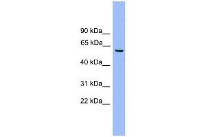 WB Suggested Anti-NAP1L2 Antibody Titration: 0. (NAP1L2 抗体  (Middle Region))