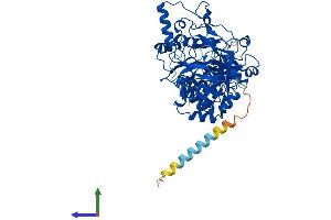 Protein Structure (PS) image for UDP-N-Acetyl-alpha-D-Galactosamine:polypeptide N-Acetylgalactosaminyltransferase 4 (GalNAc-T4) (GALNT4) (AA 1-578) protein (His tag) (ABIN7554002)