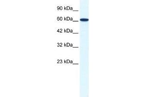 ZNF266 antibody used at 1. (ZNF266 抗体  (N-Term))