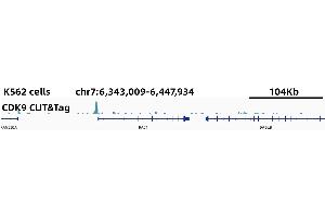 CUT&Tag was performed using the CUT&TagAssayKit(pAG-Tn5)forIllumina (RK20265) from 105 K562 cells with 5 ug CDK9 Rabbit mAb,along with a Goat Anti-Rabbit IgG(H+L). (CDK9 抗体)