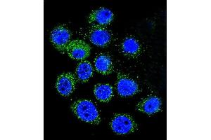 Confocal immunofluorescent analysis of IGF1 Antibody (C-term) (ABIN658020 and ABIN2837861) with A549 cell followed by Alexa Fluor 488-conjugated goat anti-rabbit lgG (green). (IGF1 抗体  (C-Term))