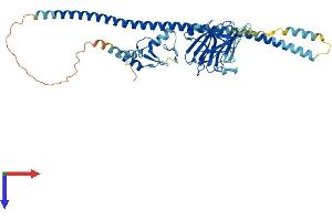 TRIML1 Protein (AA 1-470) (His tag)