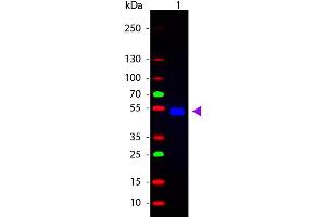 Western Blot of Goat anti-Rat IgG Fluorescein Conjugated Antibody. (山羊 anti-大鼠 IgG (Heavy & Light Chain) Antibody (FITC) - Preadsorbed)