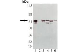 Western blot analysis of HSP70 pAb: Lane 1: HSP70 (HSP72) Recombinant Human Protein, Lane 2: HSC70 (HSP73) Recombinant Bovine Protein (negative control), Lane 3: HeLa Cell Lysate, Heat Shocked, Lane 4: PC-12 Cell Lysate, Heat Shocked, Lane 5: Vero Cell Lysate, Heat Shocked, Lane 6: CHO-K1 Cell Lysate, Heat Shocked (HSP70 抗体)