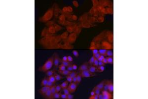 Immunofluorescence analysis of HepG2 cells using GFR Rabbit pAb (ABIN6127950, ABIN6141065, ABIN6141066 and ABIN6221017) at dilution of 1:200 (40x lens). (GFRA1 抗体  (AA 25-280))