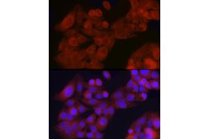 Immunofluorescence analysis of HepG2 cells using GFR Rabbit pAb (ABIN6127950, ABIN6141065, ABIN6141066 and ABIN6221017) at dilution of 1:200 (40x lens). (GFRA1 抗体  (AA 25-280))