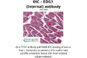 Image no. 1 for anti-Lysophosphatidic Acid Receptor 3 (LPAR3) (Internal Region) antibody (ABIN1733899) (LPAR3 抗体  (Internal Region))