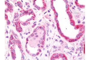 Anti-RAB2A / RAB2 antibody IHC staining of human kidney. (RAB2A 抗体  (AA 148-212))