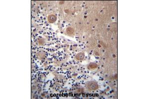 SCHIP1 Antibody (Center) (ABIN656782 and ABIN2846000) immunohistochemistry analysis in formalin fixed and paraffin embedded human cerebellum tissue followed by peroxidase conjugation of the secondary antibody and DAB staining.