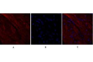 Immunofluorescence analysis of mouse heart tissue. (RANKL 抗体  (AA 10-90))
