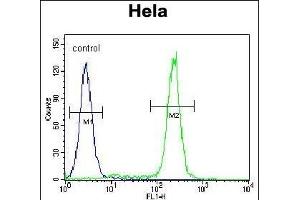JHDM2b Antibody (C-term) (ABIN655393 and ABIN2844941) flow cytometric analysis of Hela cells (right histogram) compared to a negative control cell (left histogram). (KDM3B 抗体  (C-Term))