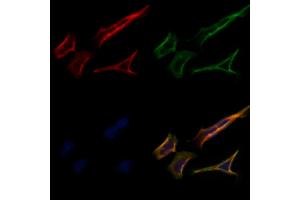 anti-Proline Rich Transmembrane Protein 1 (PRRT1) (N-Term) antibody