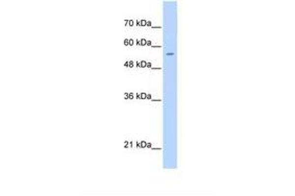 PGS1 抗体  (C-Term)