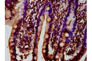 IHC image of ABIN7171124 diluted at 1:400 and staining in paraffin-embedded human small intestine tissue performed on a Leica BondTM system. (Synaptojanin 1 抗体  (AA 1030-1261))