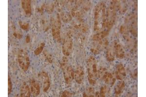 DAB staining on IHC-P; Samples: Mouse Kidney Tissue (SOD1 抗体  (AA 2-154))